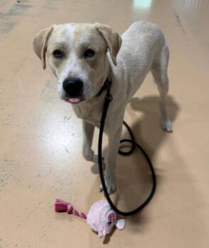 Lucky -  Labrador Retriever Dog for Adoption in Pembroke, Massachusetts - Lucky | PetCurious