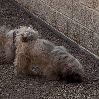 Vivian -  Maltese and Mixed Breed Dog for Adoption in Stilwell, Oklahoma - Vivian | PetCurious