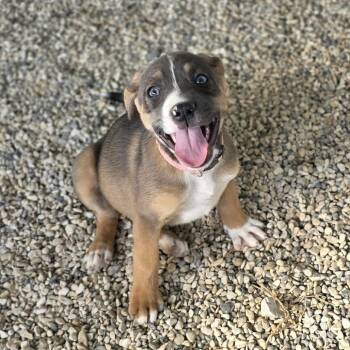 Rescue Plott Hound Dogs for Adoption in Austin, Texas - Cari JuM | PetCurious