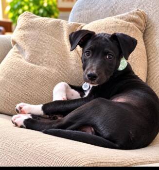 Rori -  Black Labrador Retriever Dog for Adoption in Scottsdale, Arizona - Rori | PetCurious