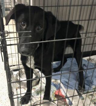 Rescue Labrador Retriever Dogs for Adoption in Parma, Ohio - O’ Cedar | PetCurious
