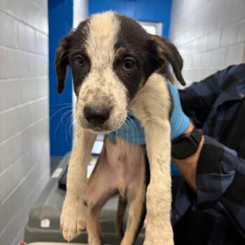 Australian Cattle Dog Blue Heeler Dogs Available for Adoption - Dallas | PetCurious