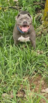 GREYSON -  Pit Bull Terrier Dog for Adoption in Du Quoin, Illinois - GREYSON | PetCurious