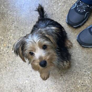 Daisy -  Yorkshire Terrier and Mixed Breed Dog for Adoption in Skokie, Illinois - Daisy | PetCurious