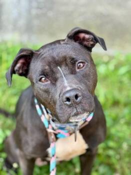 Elena -  Mixed Breed Dog for Adoption in Cincinnati, Ohio - Elena | PetCurious