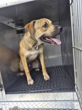 PUPKIN SPICE -  Pit Bull Terrier Dog for Adoption in Dayton, Ohio - PUPKIN SPICE | PetCurious
