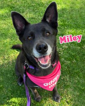 Rescue Black Labrador Retriever and German Shepherd Dog Dogs for Adoption in Cool, California - Miley | PetCurious