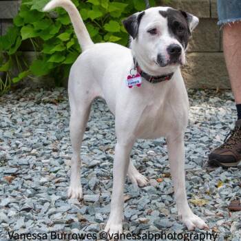 Starmaya -  Labrador Retriever Dog for Adoption in Wake Forest, North Carolina - Starmaya | PetCurious