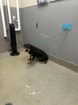 Rottweiler and Mixed Breed Dogs Available for Adoption in Las Vegas, Nevada - BAILEY | PetCurious
