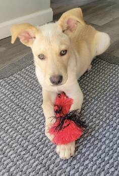 Luigi -  Retriever Dog for Adoption in Cheektowaga, New York - Luigi | PetCurious