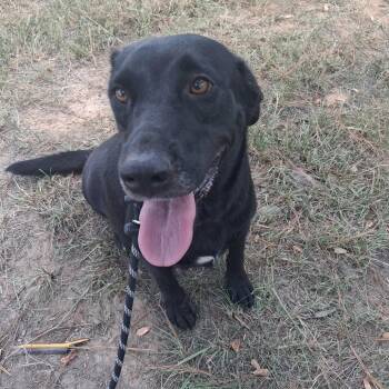 Ladybug -  Labrador Retriever Dog for Adoption in Belleville, Illinois - Ladybug | PetCurious