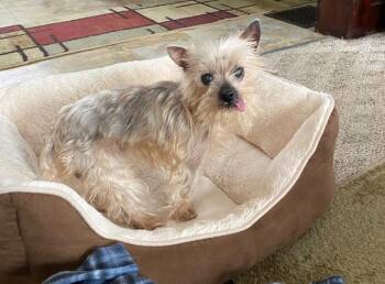 Yorkshire Terrier Dogs Available for Adoption in Cincinnati, Ohio - Molly | PetCurious