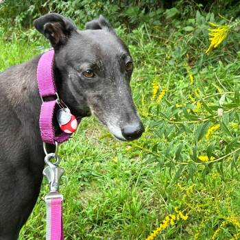 Emily -  Greyhound Dog for Adoption in Tarpon Springs, Florida - Emily | PetCurious