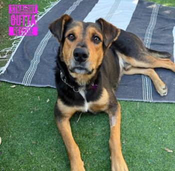 Denzie -  Shepherd Dog for Adoption in Vancouver, British Columbia - Denzie | PetCurious