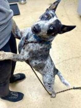 Rescue Australian Cattle Dog Blue Heeler Dogs for Adoption in La Grange, Texas - Blue | PetCurious