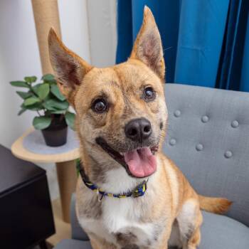 Frites -  Cattle Dog and Mixed Breed Dog for Adoption in Los Angeles, California - Frites | PetCurious