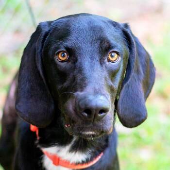 Rescue Hound Dogs for Adoption in Baton Rouge, Louisiana - TUX | PetCurious