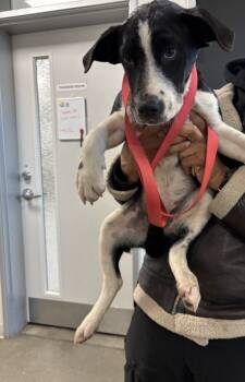 Rescue Border Collie and Mixed Breed Dogs for Adoption in Fresno, California - Bonnie | PetCurious