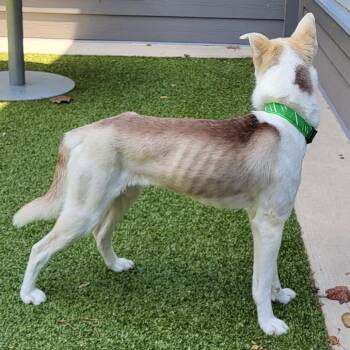 SABOR -  Husky and Mixed Breed Dog for Adoption in Greensboro, North Carolina - SABOR | PetCurious