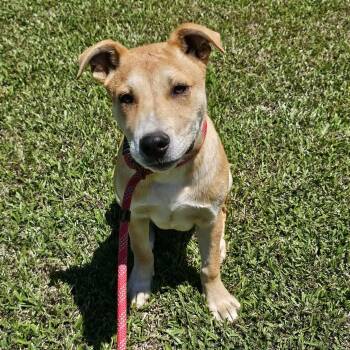 Labrador Retriever Dogs Available for Adoption in Manchester, New Hampshire - Atticus In NH. Come Meet Our Adoptable Dogs Wednesday-Saturday.  | PetCurious