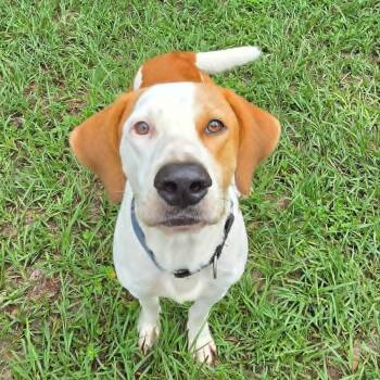 Chase -  Hound Dog for Adoption in Umatilla, Florida - Chase | PetCurious