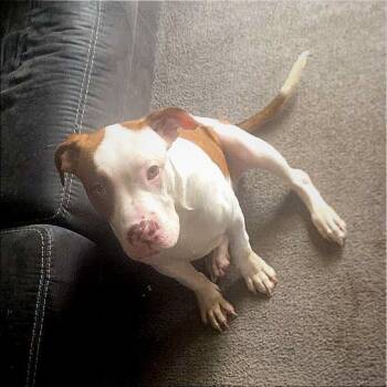 Daisey -  American Bulldog and American Staffordshire Terrier Dog for Adoption in Monroe, Michigan - Daisey | PetCurious