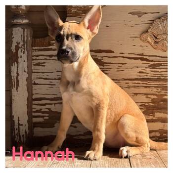 Hannah -  German Shepherd Dog Dog for Adoption in Gainesville, Virginia - Hannah | PetCurious