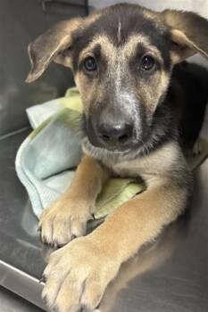 German Shepherd Dog and Mixed Breed Dogs Available for Adoption in San Bernardino, California - INKY | PetCurious