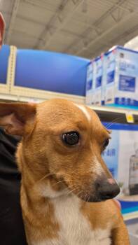 Chihuahua Dogs Available for Adoption - Sweetie | PetCurious