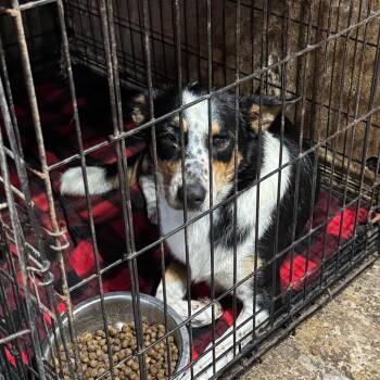 Willow -  Border Collie Dog for Adoption in Anahuac, Texas - Willow | PetCurious