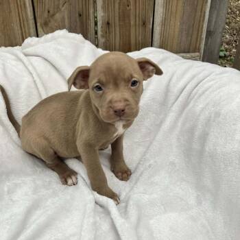 Mixed Breed Dogs Available for Adoption - Puppy8 | PetCurious