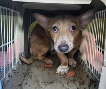 Chihuahua and Dachshund Dogs Available for Adoption - DOBBIE** | PetCurious