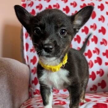 Chihuahua and Corgi Dogs Available for Adoption in Muskego, Wisconsin - Amber The Tiny Puppy | PetCurious