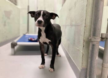 Rescue Mixed Breed Dogs for Adoption in Durham, North Carolina - Bronx | PetCurious