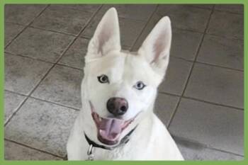 Buddy -  Siberian Husky and Shepherd Dog for Adoption in Amherst, Massachusetts - Buddy | PetCurious