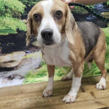 Greta -  Beagle Dog for Adoption in Normal, Illinois - Greta | PetCurious
