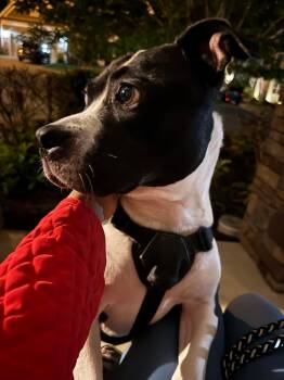 Echo -  Terrier Dog for Adoption in Charlotte, North Carolina - Echo | PetCurious