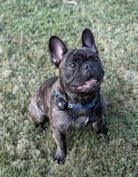 Ozzy -  French Bulldog Dog for Adoption in Sandy Springs, Georgia - Ozzy | PetCurious