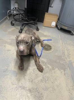American Staffordshire Terrier Dogs Available for Adoption in Tallahassee, Florida - ERNEST | PetCurious