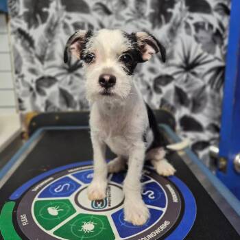 Arlo -  Mixed Breed Dog for Adoption in Wahiawa, Hawaii - Arlo | PetCurious