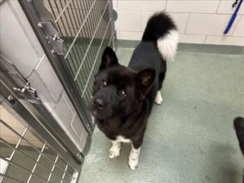 Mixed Breed Dogs Available for Adoption in Santa Fe, New Mexico - KODY | PetCurious
