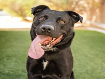 BRAZEN -  Labrador Retriever and Cane Corso Dog for Adoption in Las Vegas, Nevada - BRAZEN | PetCurious