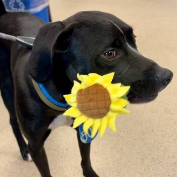 Ash (ID 51987) -  German Shorthaired Pointer Dog for Adoption in Manassas, Virginia - Ash (ID 51987) | PetCurious