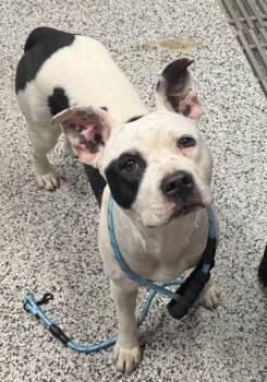 Rescue Mixed Breed Dogs for Adoption in West Chester, Pennsylvania - Annabelle | PetCurious