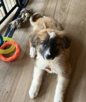 Amber Gemstone -  Anatolian Shepherd Dog for Adoption in Waunakee, Wisconsin - Amber Gemstone | PetCurious