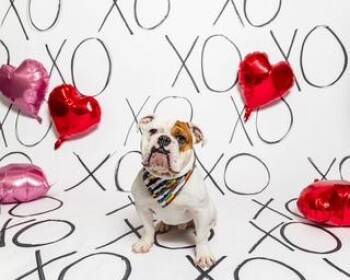 English Bulldog Dogs Available for Adoption in Kenmore, New York - Rubble | PetCurious