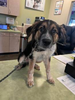 Found stray: Jack-O -  Shepherd and Cattle Dog Dog for Adoption in Rockwall, Texas - Found Stray: Jack-O | PetCurious