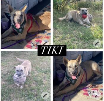 Presa Canario and German Shepherd Dog Dogs Available for Adoption in New Braunfels, Texas - Tiki | PetCurious