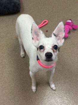 Waldo -  Chihuahua Dog for Adoption in Myerstown, Pennsylvania - Waldo | PetCurious