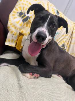 Penelope -  Mixed Breed Dog for Adoption in Davenport, Iowa - Penelope | PetCurious
